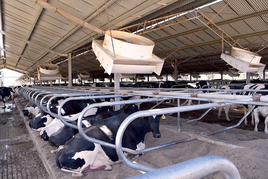 Thompson cows in barn 02